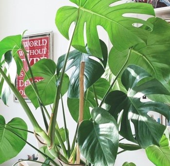 Monstera Deliciosa (Cheese) plant.