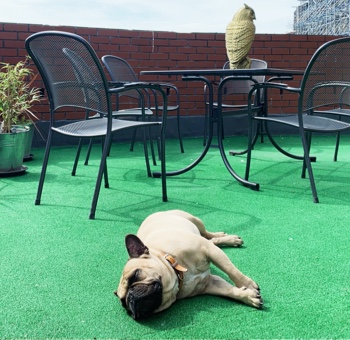Iolo the Frenchie on the terrace.